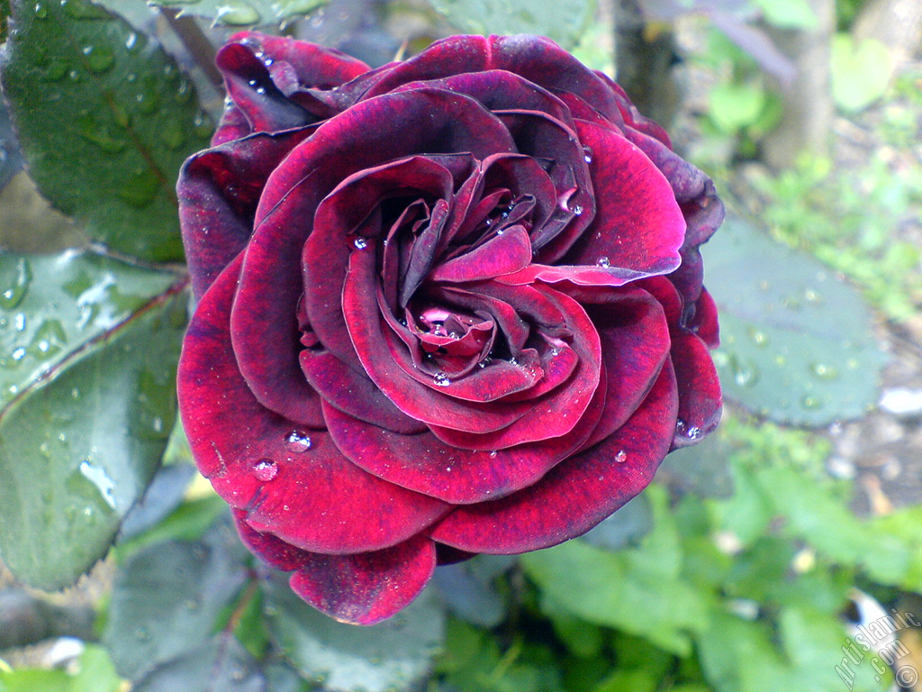 Burgundy Color rose photo.

