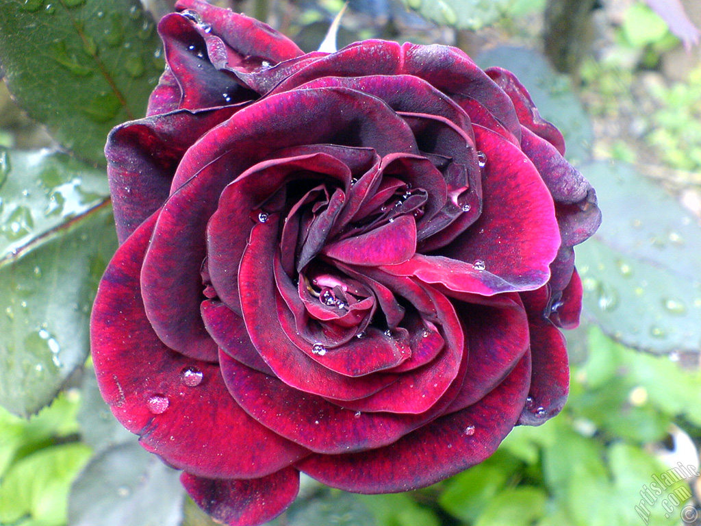 Burgundy Color rose photo.
