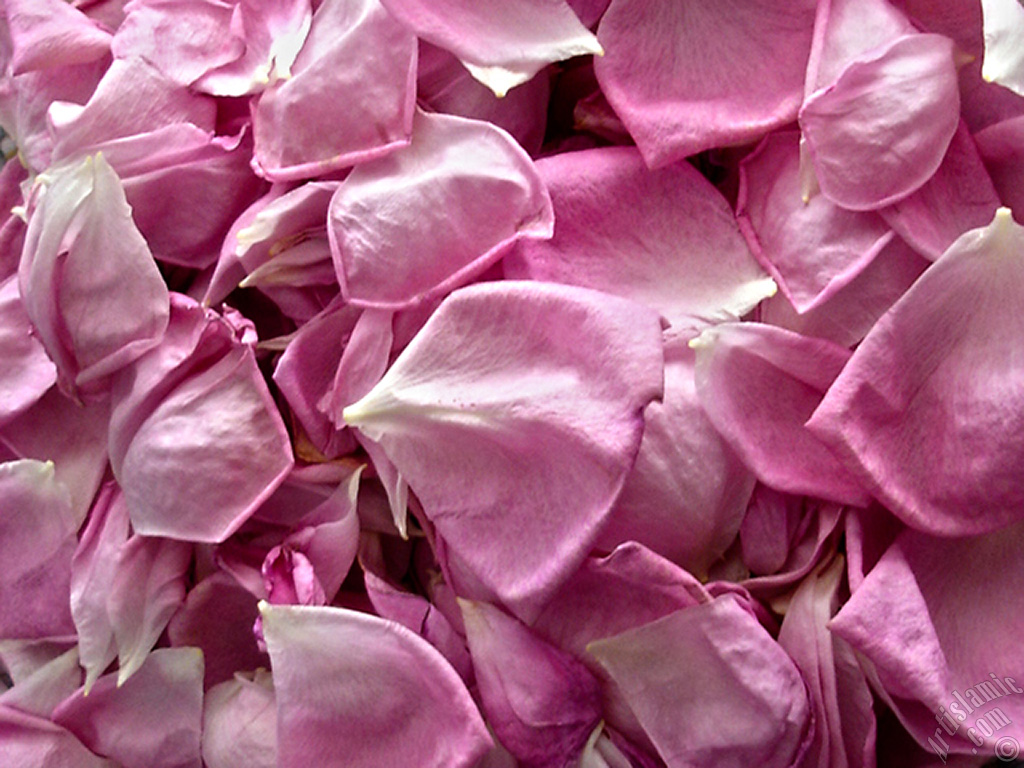 Rose leaves.
