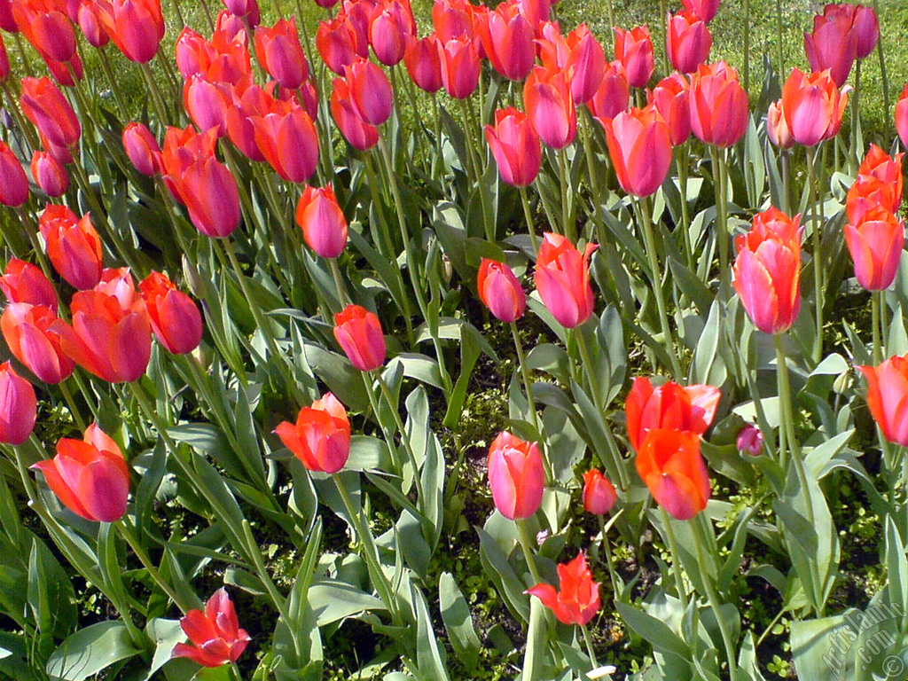 Red Turkish-Ottoman Tulip photo.
