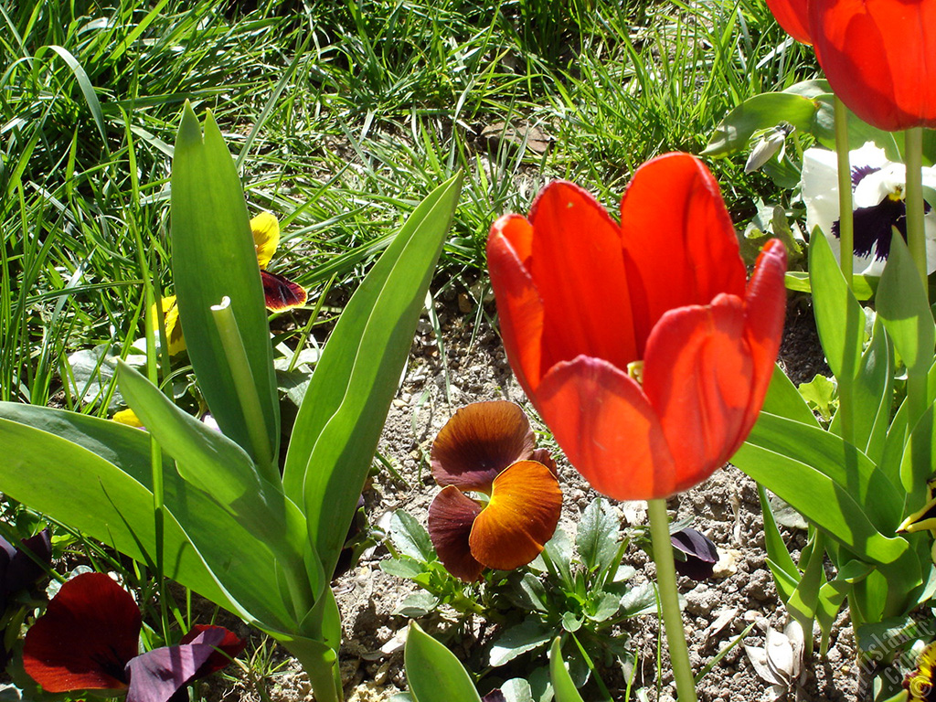 Red Turkish-Ottoman Tulip photo.
