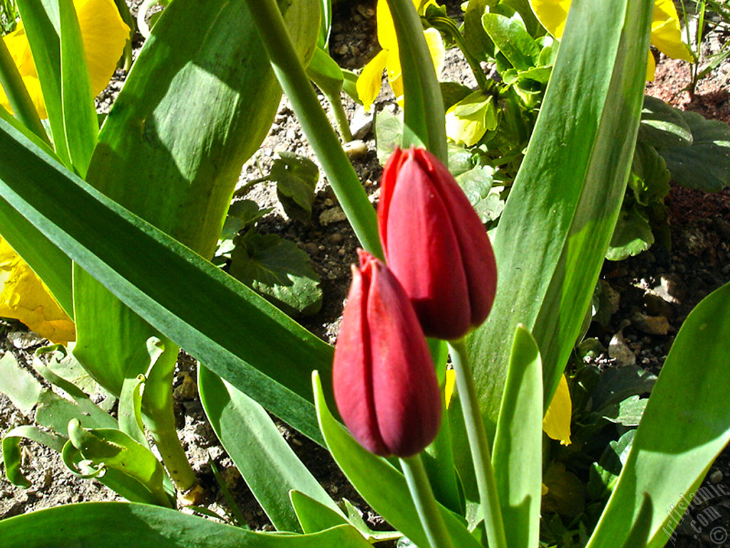 Red Turkish-Ottoman Tulip photo.
