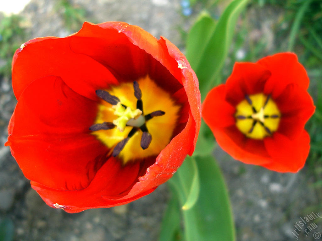 Red Turkish-Ottoman Tulip photo.
