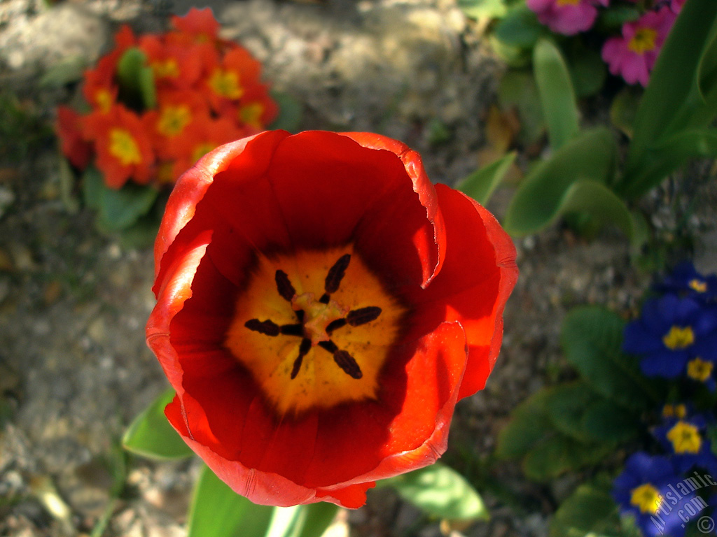Red Turkish-Ottoman Tulip photo.
