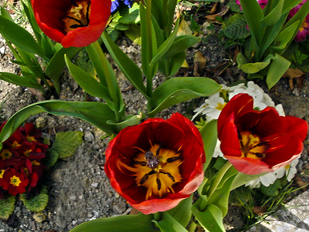 Red Turkish-Ottoman Tulip photo.
