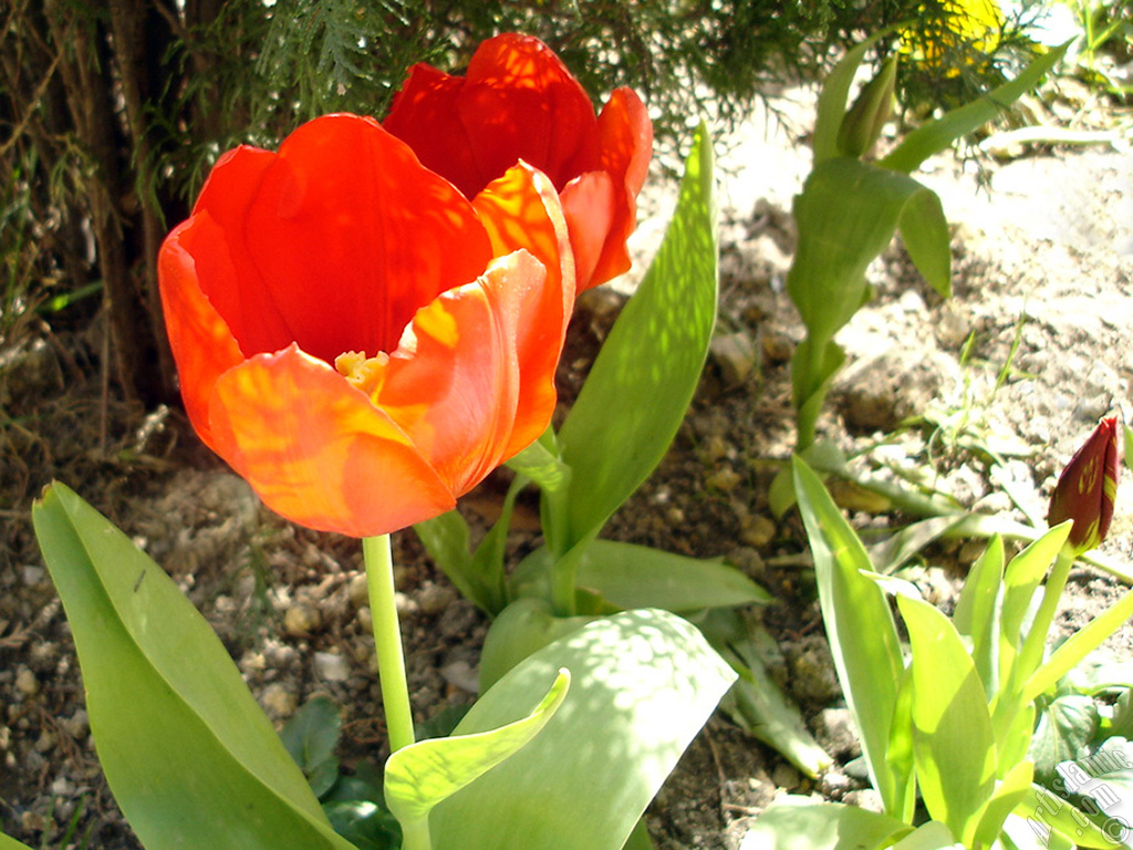 Red Turkish-Ottoman Tulip photo.
