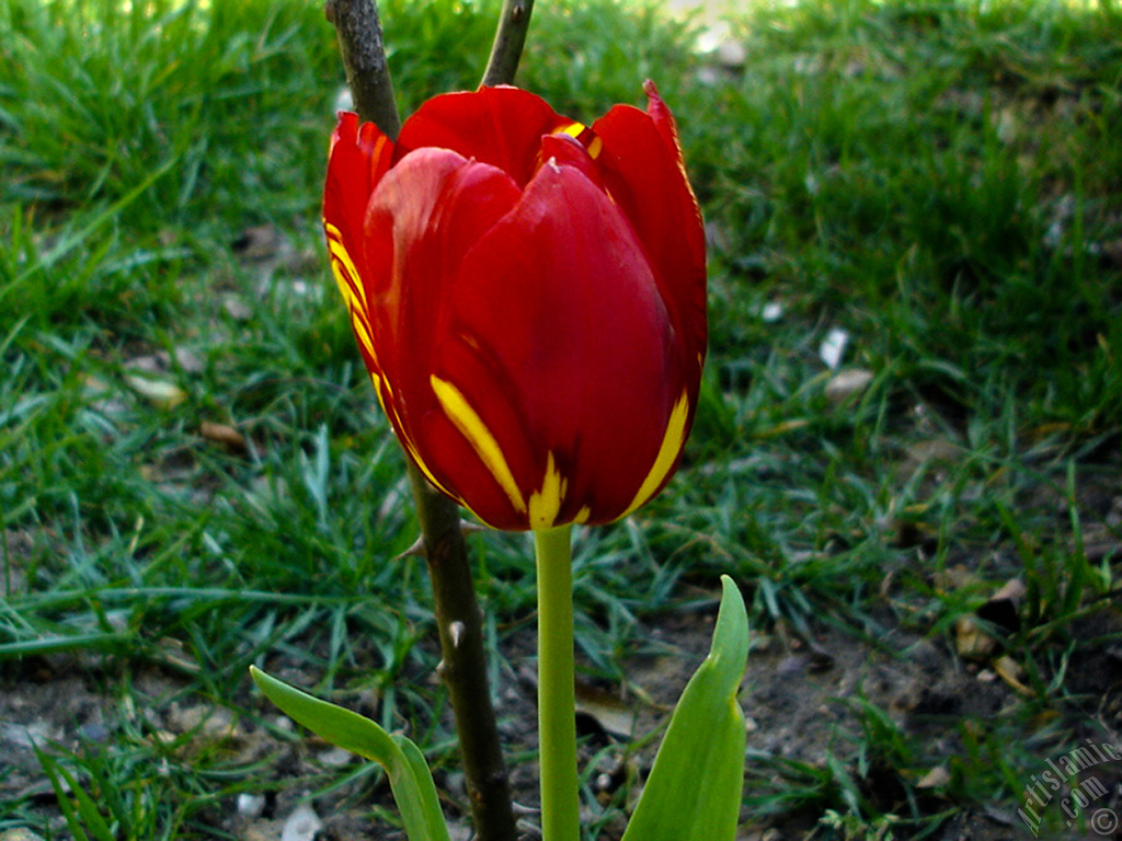 Red-yellow color Turkish-Ottoman Tulip photo.
