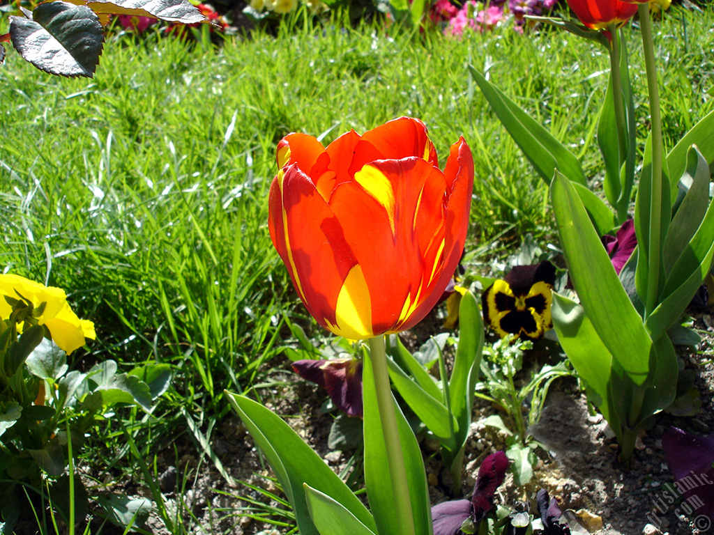 Red-yellow color Turkish-Ottoman Tulip photo.
