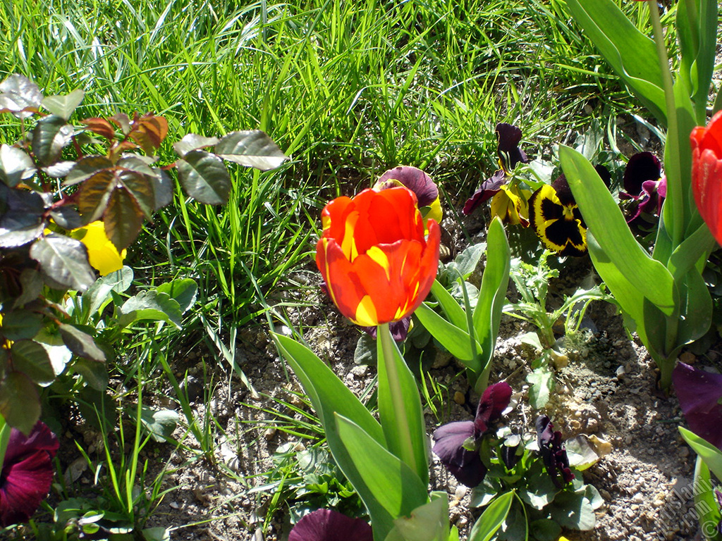 Red-yellow color Turkish-Ottoman Tulip photo.
