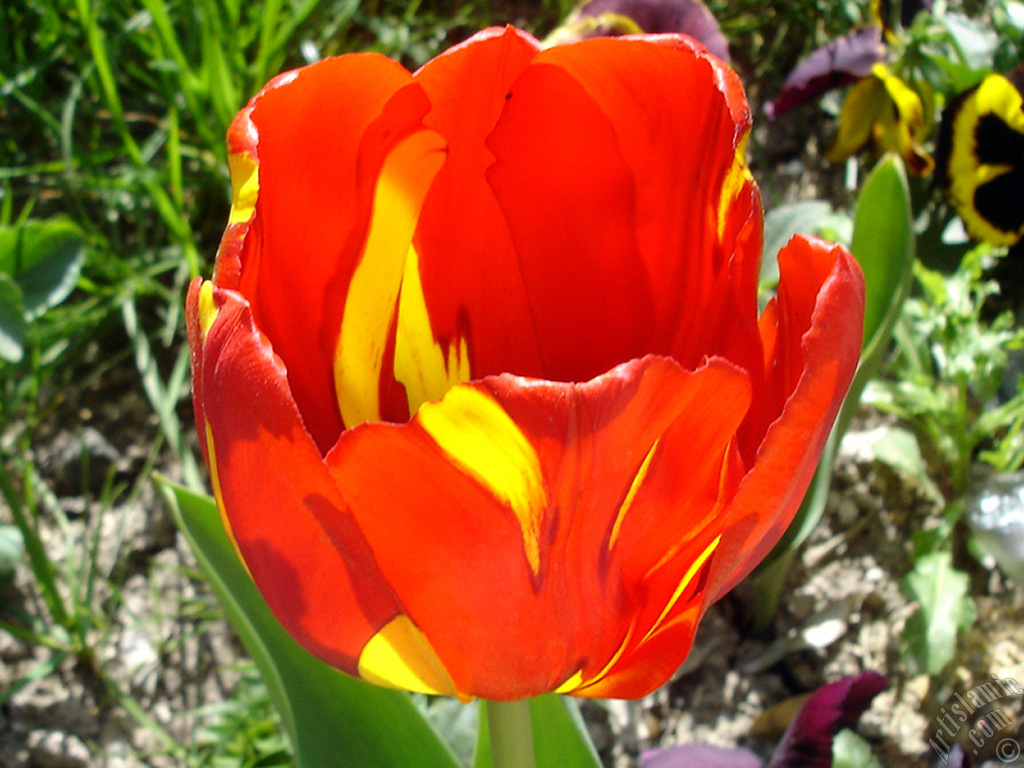 Red-yellow color Turkish-Ottoman Tulip photo.
