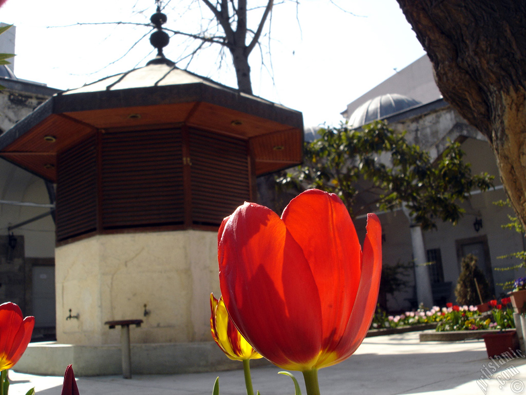 Red-yellow color Turkish-Ottoman Tulip photo.
