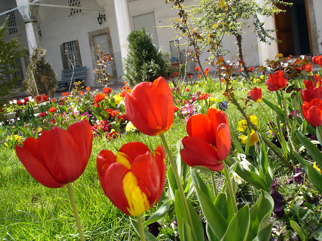 Red-yellow color Turkish-Ottoman Tulip photo.
