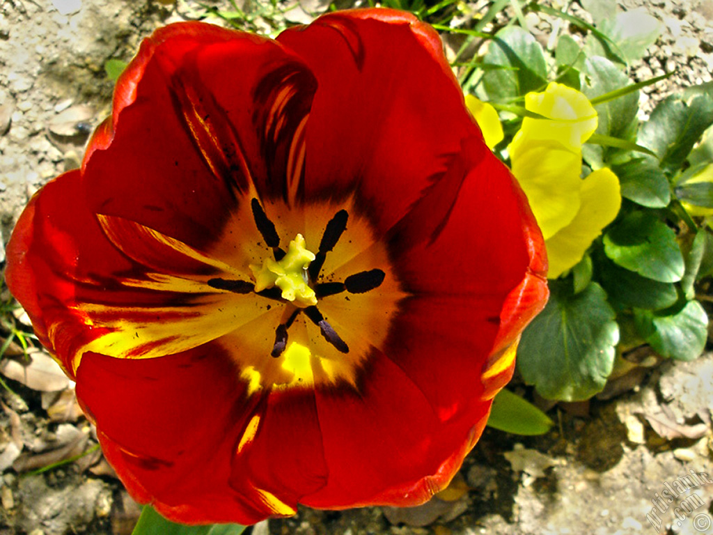 Red-yellow color Turkish-Ottoman Tulip photo.
