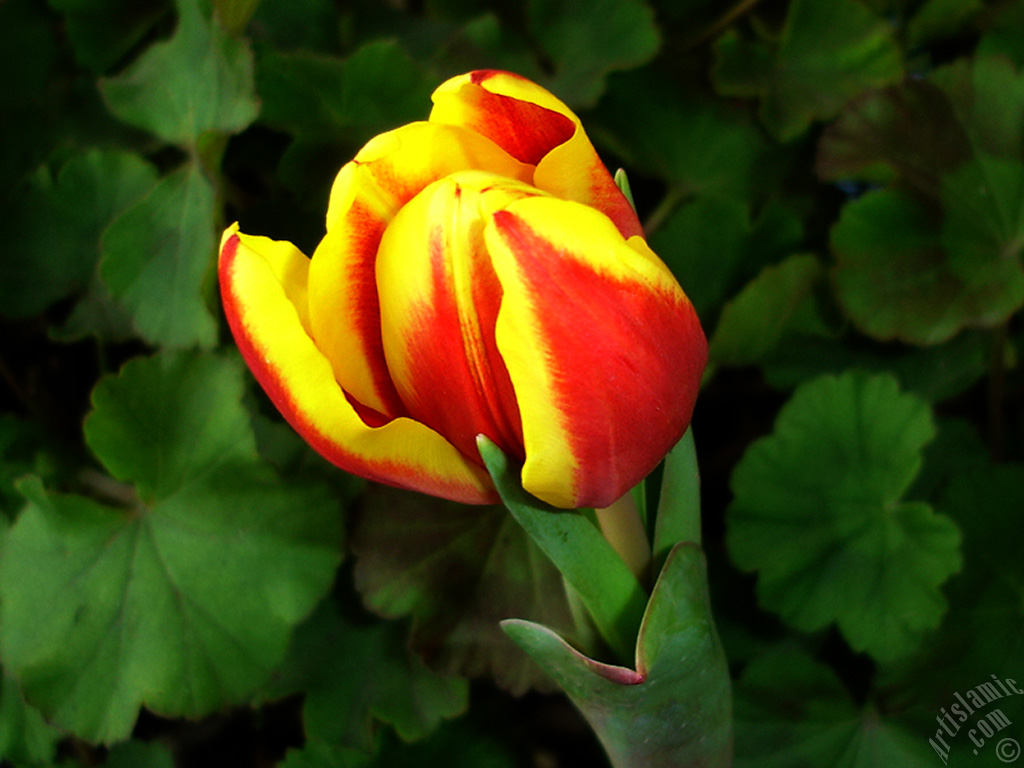 Red-yellow color Turkish-Ottoman Tulip photo.
