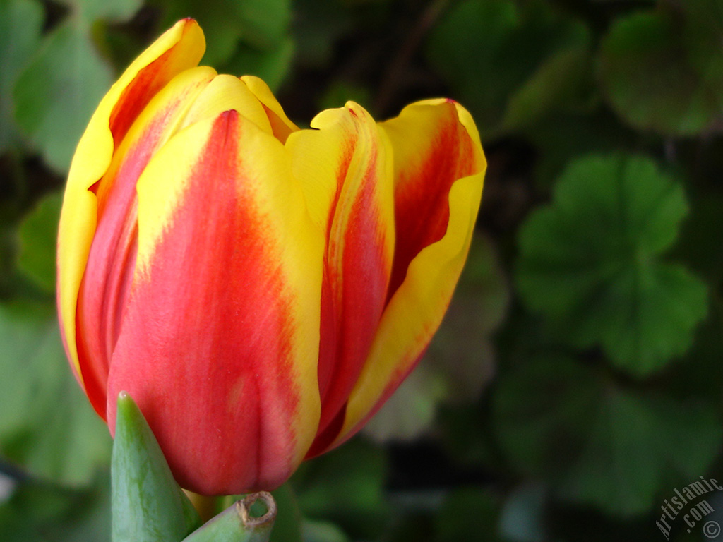 Red-yellow color Turkish-Ottoman Tulip photo.
