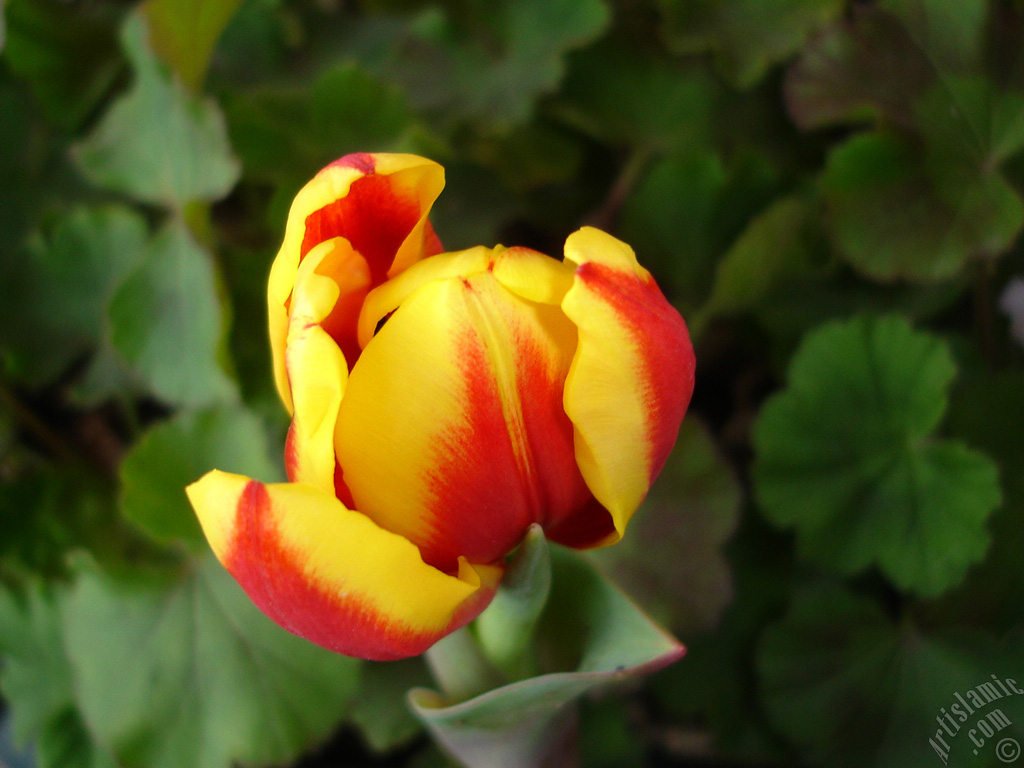 Red-yellow color Turkish-Ottoman Tulip photo.
