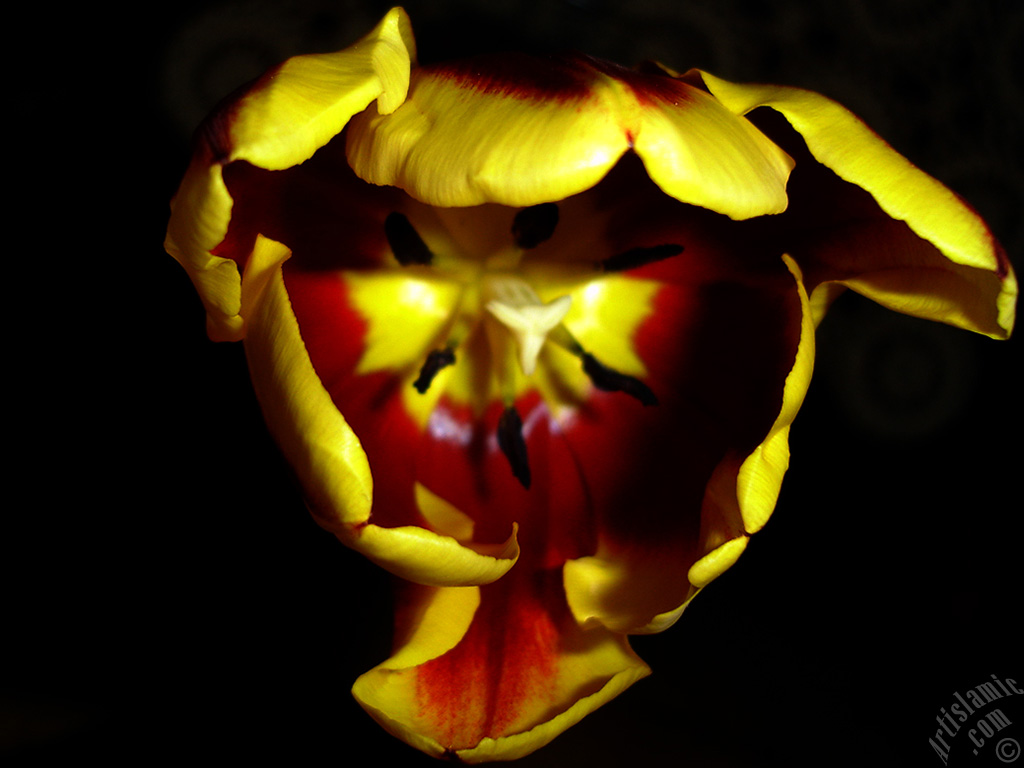 Red-yellow color Turkish-Ottoman Tulip photo.
