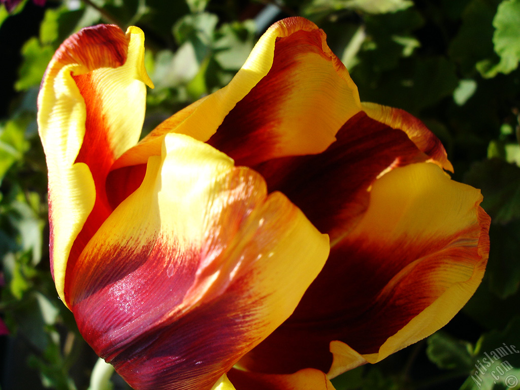 Red-yellow color Turkish-Ottoman Tulip photo.
