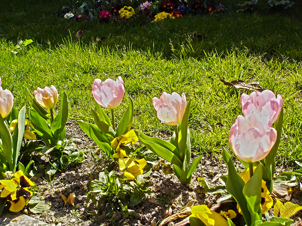 Pink color Turkish-Ottoman Tulip photo.

