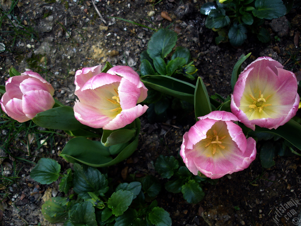 Pink color Turkish-Ottoman Tulip photo.
