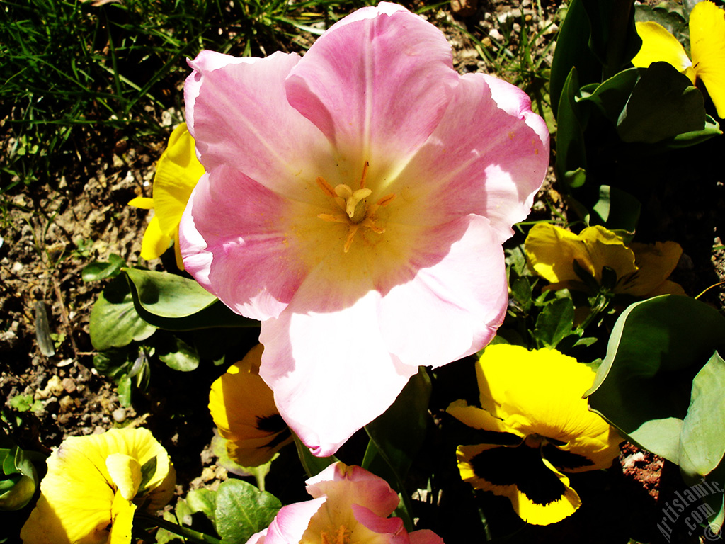 Pink color Turkish-Ottoman Tulip photo.

