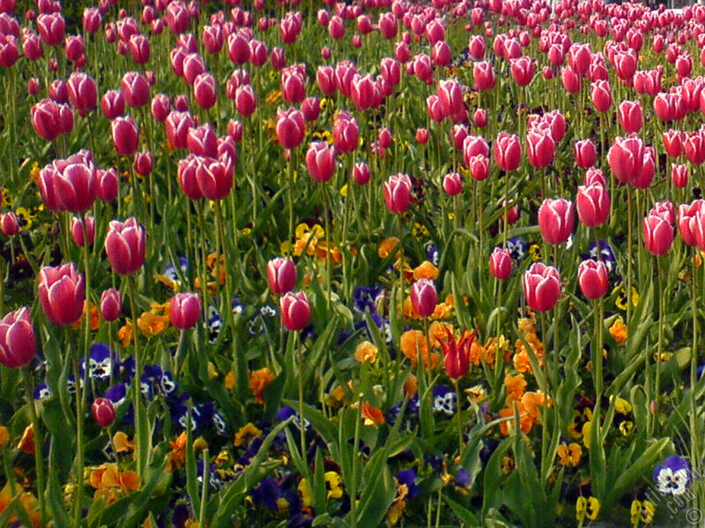 Turkish-Ottoman Tulips.
