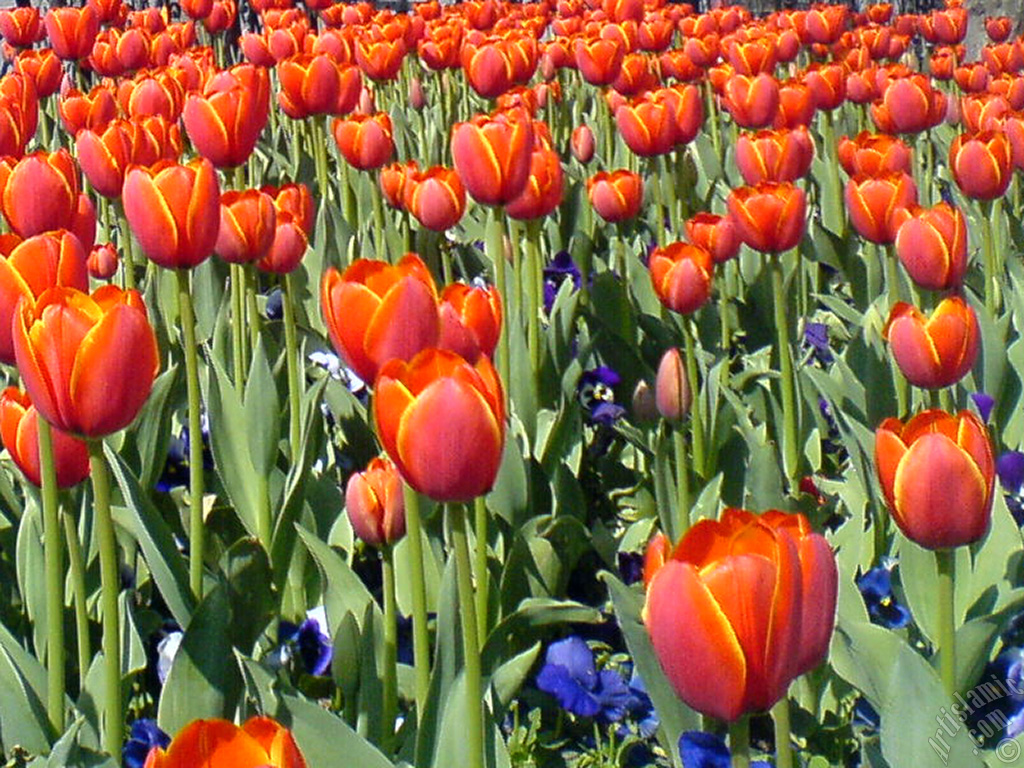 Turkish-Ottoman Tulips.
