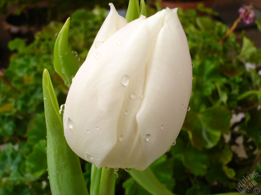 White color Turkish-Ottoman Tulip photo.
