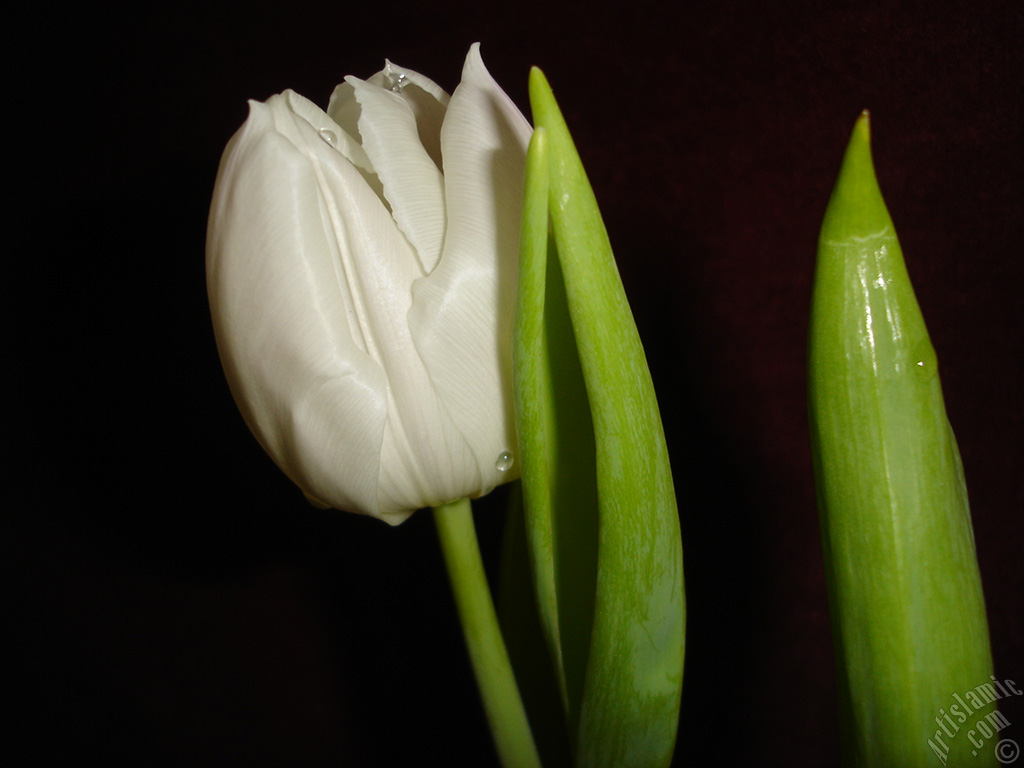 White color Turkish-Ottoman Tulip photo.
