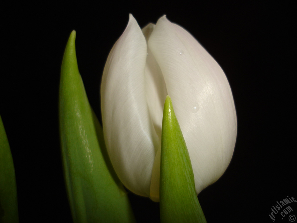 White color Turkish-Ottoman Tulip photo.
