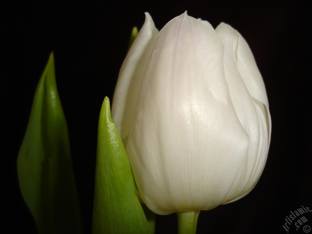 White color Turkish-Ottoman Tulip photo.
