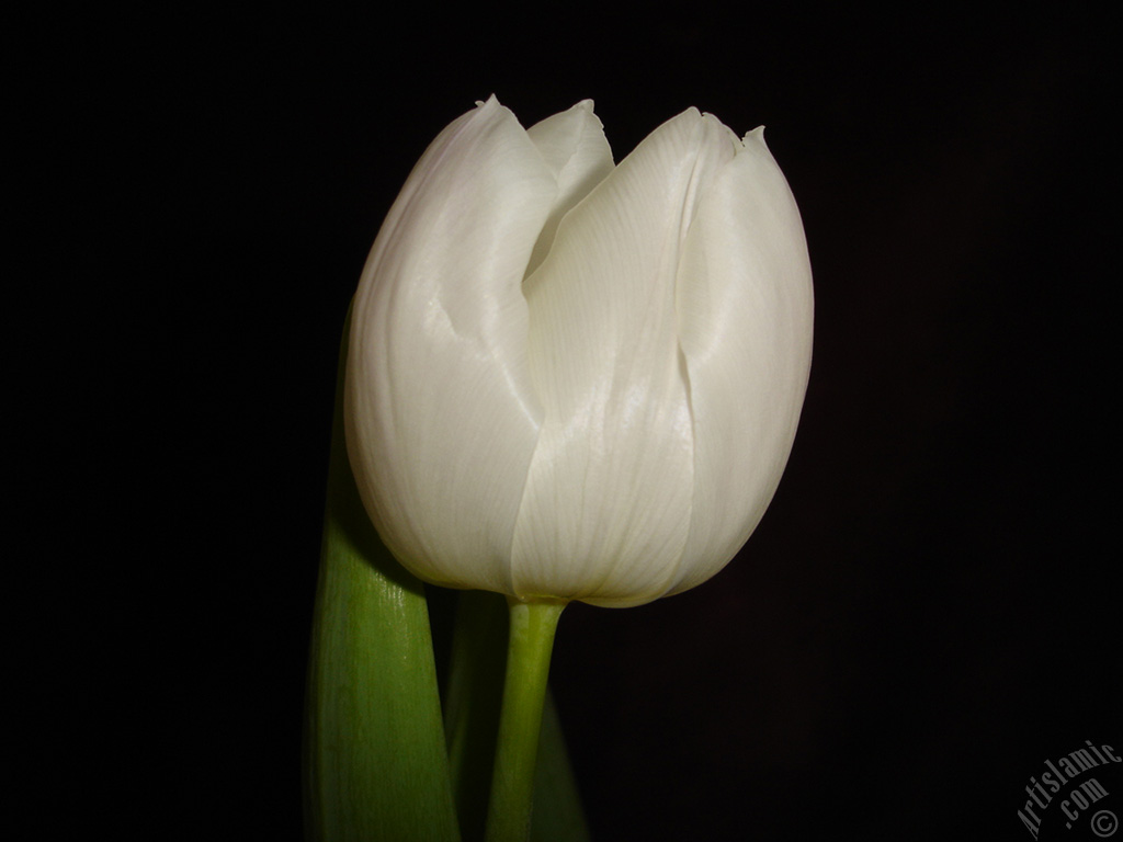 White color Turkish-Ottoman Tulip photo.
