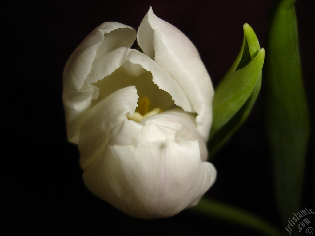 White color Turkish-Ottoman Tulip photo.
