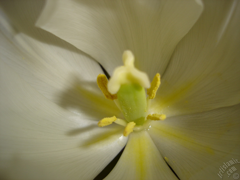 White color Turkish-Ottoman Tulip photo.
