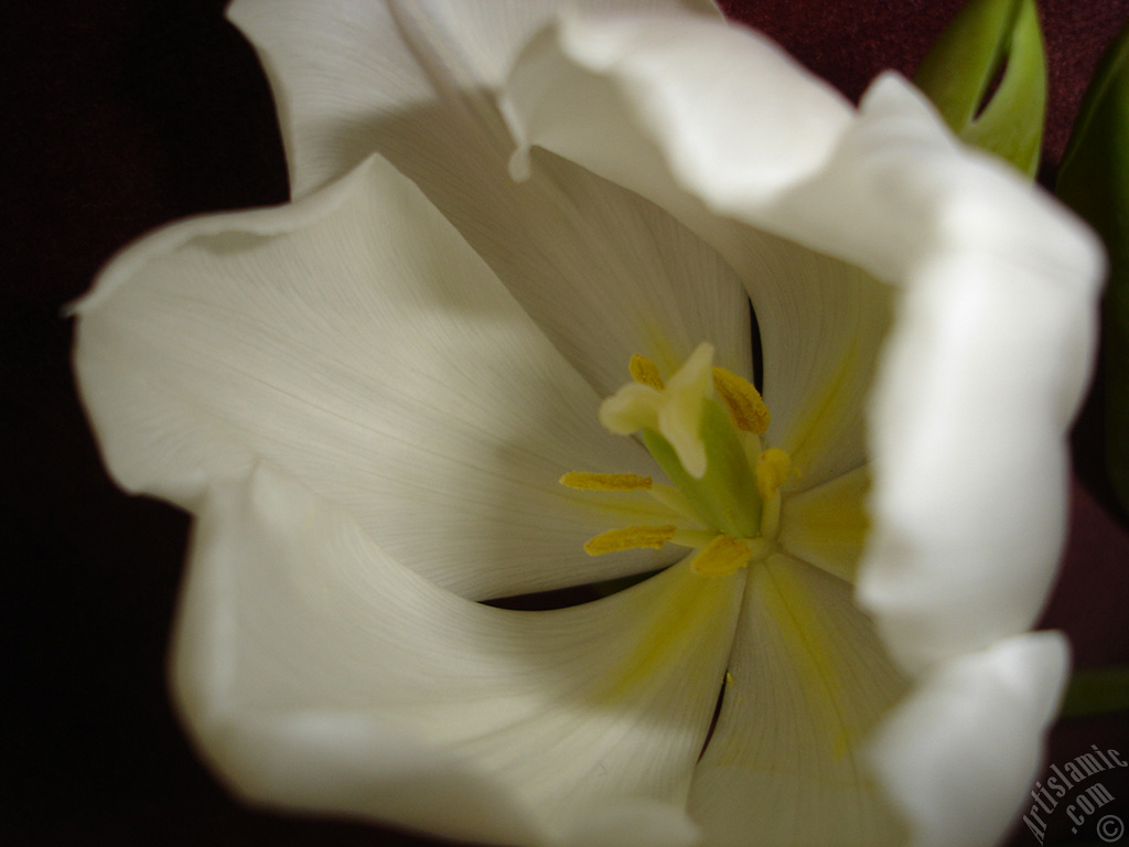 White color Turkish-Ottoman Tulip photo.
