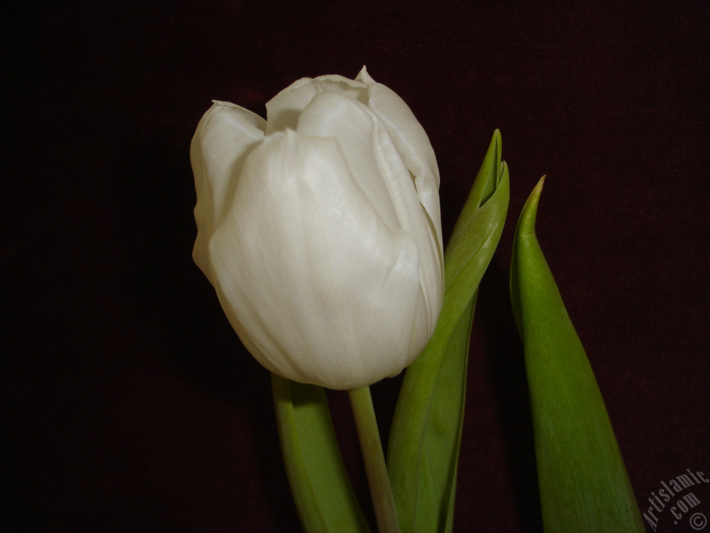 White color Turkish-Ottoman Tulip photo.
