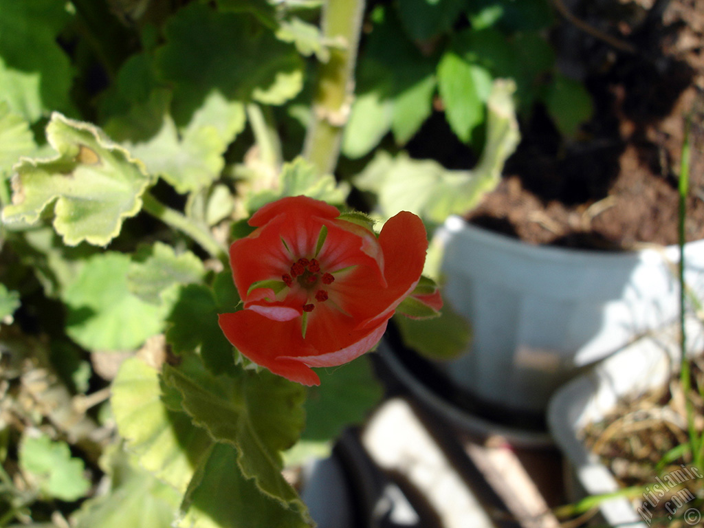 Red Colored Pelargonia -Geranium- flower.
