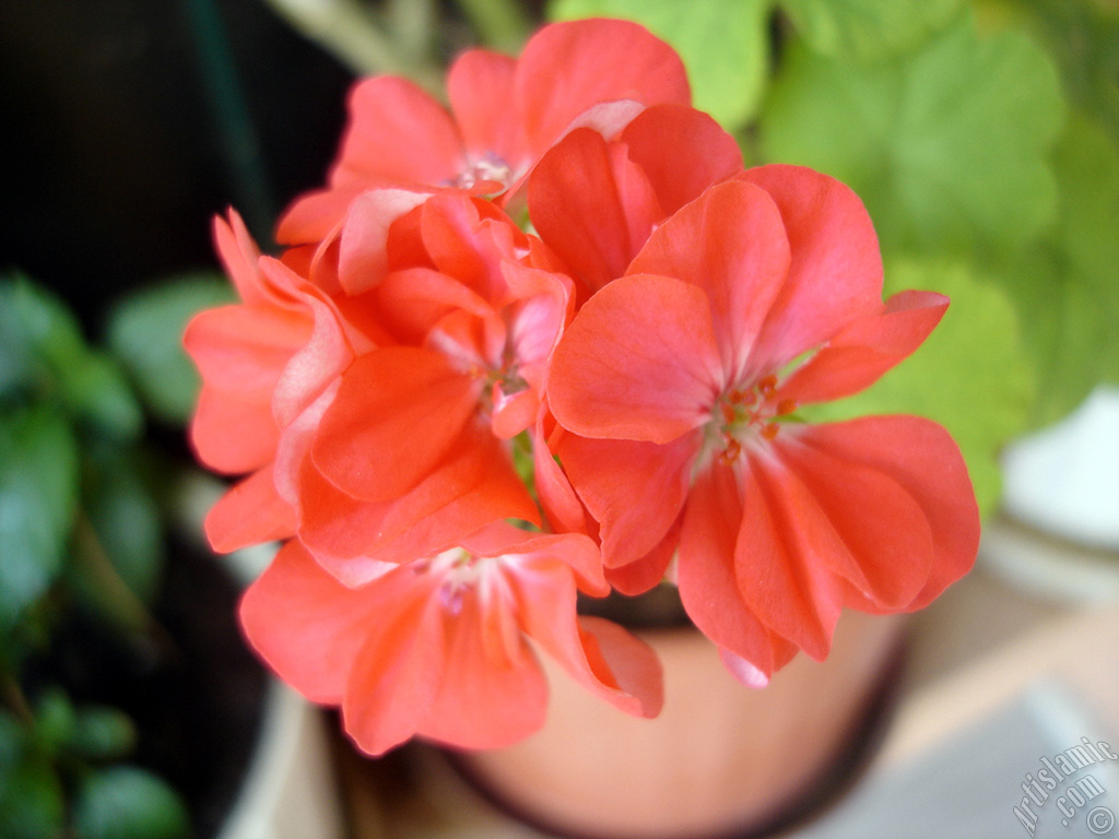 Red Colored Pelargonia -Geranium- flower.
