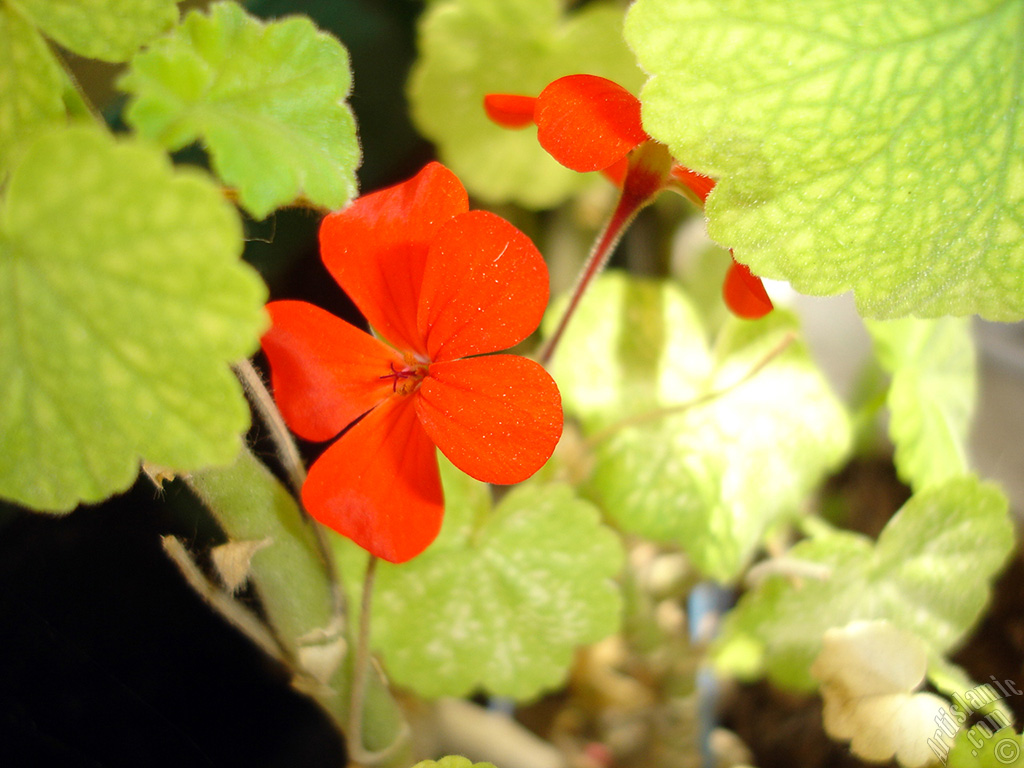 Red Colored Pelargonia -Geranium- flower.
