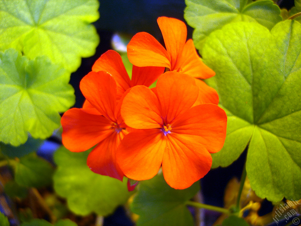 Red Colored Pelargonia -Geranium- flower.
