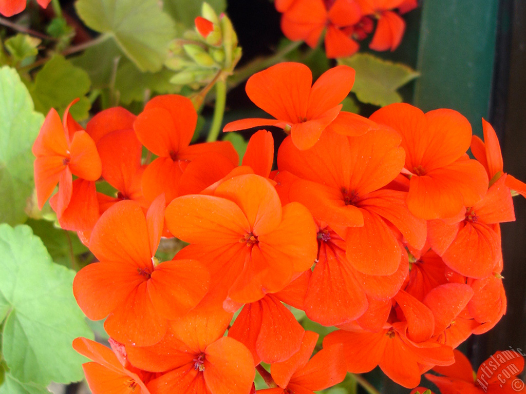 Red Colored Pelargonia -Geranium- flower.
