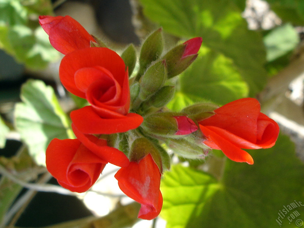 Red Colored Pelargonia -Geranium- flower.

