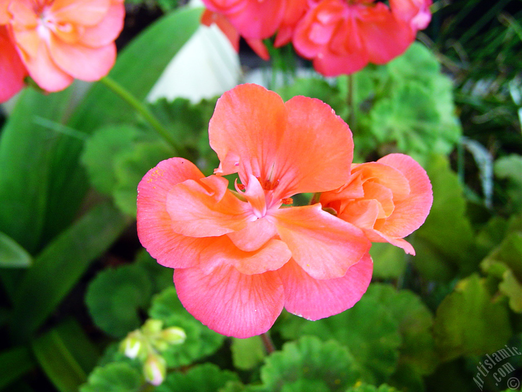 Red Colored Pelargonia -Geranium- flower.
