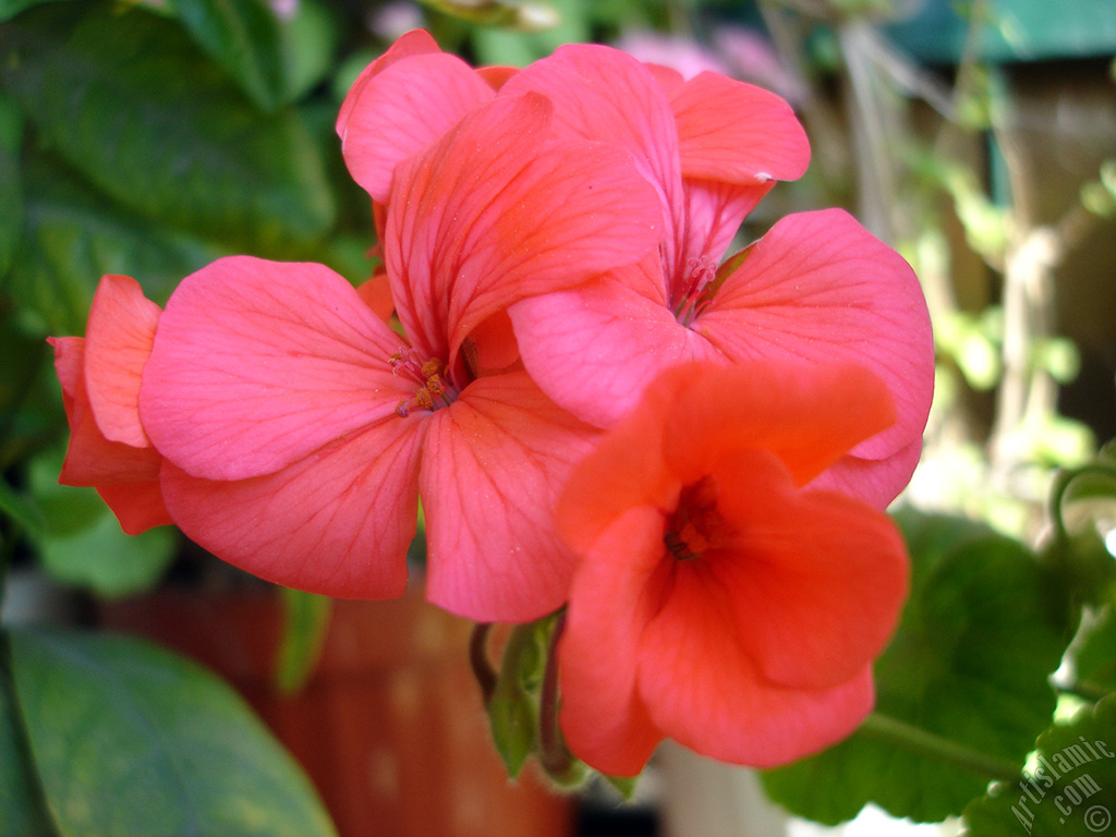 Red Colored Pelargonia -Geranium- flower.

