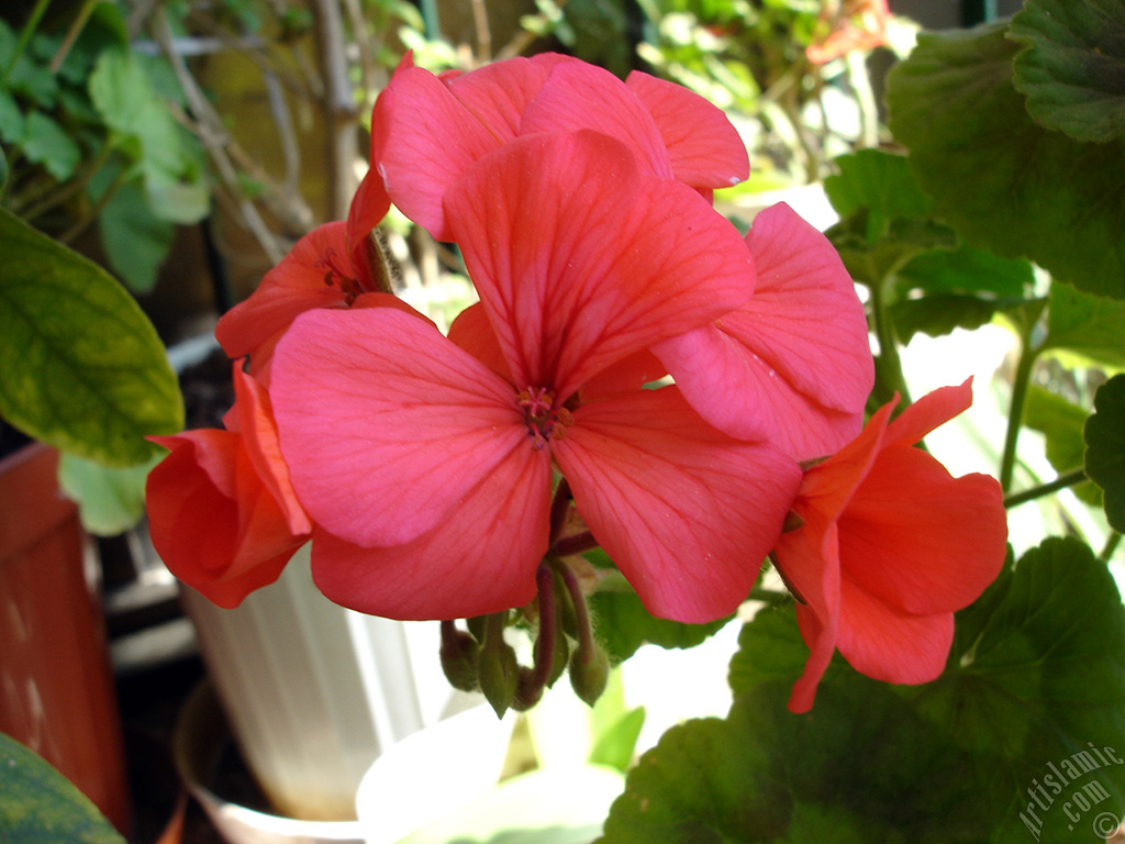 Red Colored Pelargonia -Geranium- flower.
