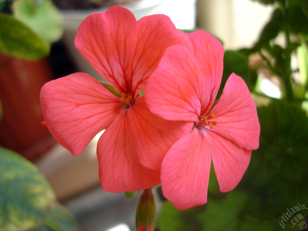 Red Colored Pelargonia -Geranium- flower.
