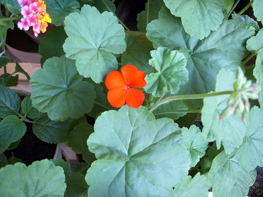 Red Colored Pelargonia -Geranium- flower.
