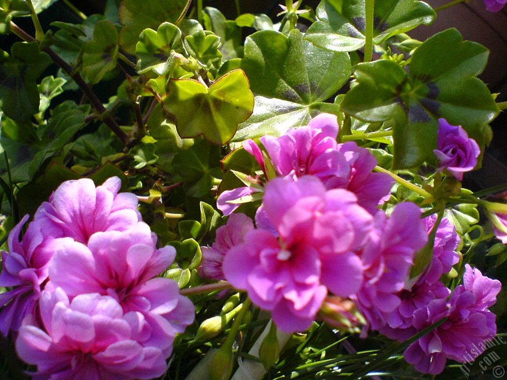 Pink Colored Pelargonia -Geranium- flower.
