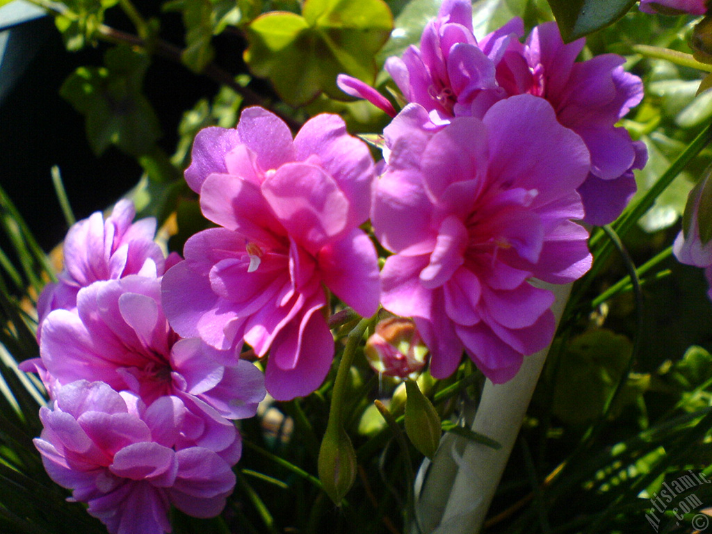 Pink Colored Pelargonia -Geranium- flower.
