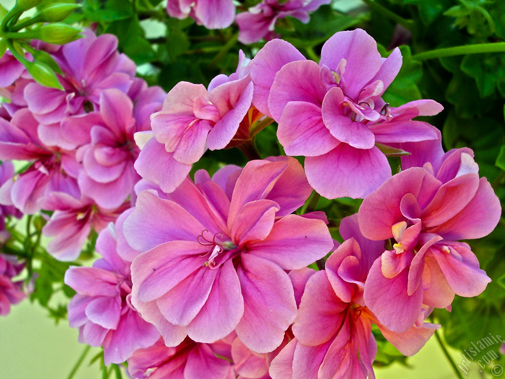Pink Colored Pelargonia -Geranium- flower.

